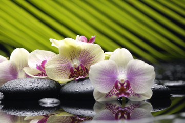 Beautiful branch orchid with palm leaf on pebbles