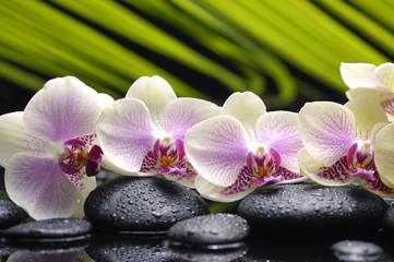 Obraz na płótnie Canvas Zestaw oddział orchidea z kamieni-palm tle liści