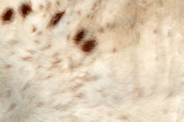 Fur of a Longhorn