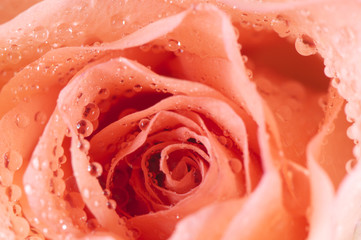 Fototapeta na wymiar Rose detail