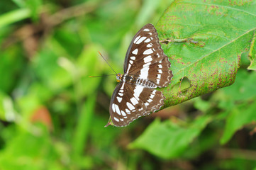butterfly on leaf (Great Siam Sergeant, Spialia  galba)