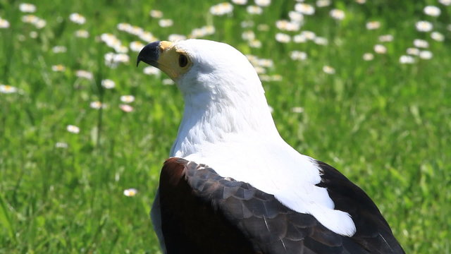 Aguila vocinglera