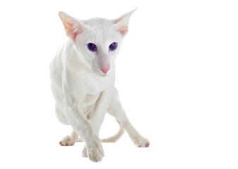 chat oriental blanc