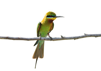 Bee eater bird (Blue-tailed Bee-eater) isolated on white