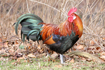 Rooster