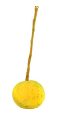 Single yellow santol fresh fruit isolate