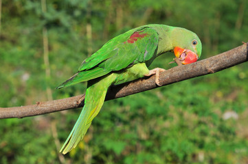 Female Alexandrine Parakeet