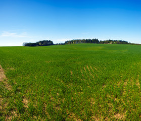 Forest and meadow