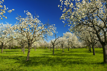 Naklejka premium Apple groove