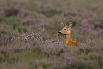 roe deer