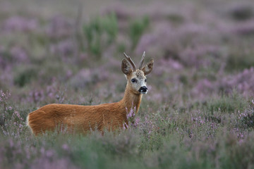 roe deer