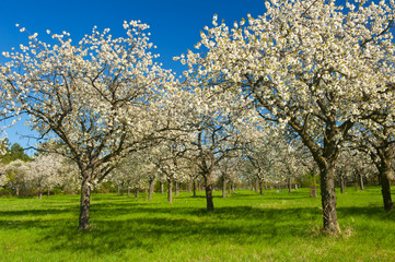 Obraz premium Apple groove