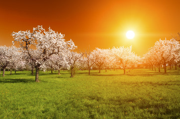 Fototapeta premium Sunset over the grove