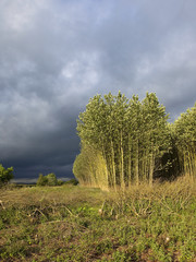 storm clouds over poplars