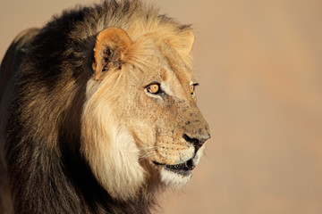 African lion portrait