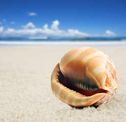 Obraz na płótnie Canvas a Beautiful perfectly shaped sea shell on the sandy beach