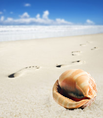 Fototapeta na wymiar Sea shell and foot prints on a sandy beach