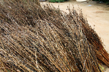 dried rice plants, myanmar