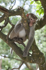 Wild macaque on treetop. Shot in Hong Kong