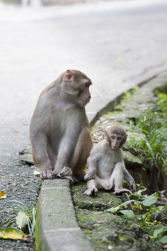 Baby mankey and mother rest on roadside in Hong Kong