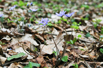Blossoming hepatica