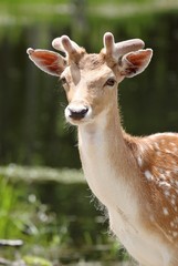 cerf