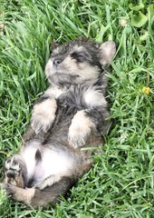 Obraz premium puppy