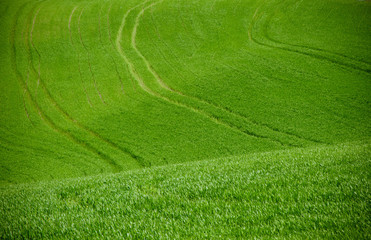 Artistic Tuscan landscape with cypresses, wavy fields and house in the background.