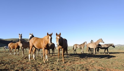 Arabian Horses brood herd