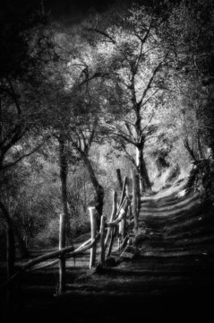 Fototapeta The forest. Black and white image