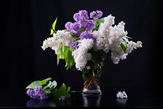 Still life of purple and white lilac in glass vase