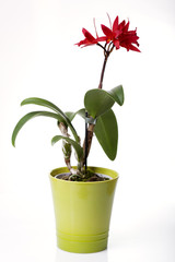 Red orchid