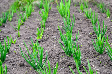 Onion plantation