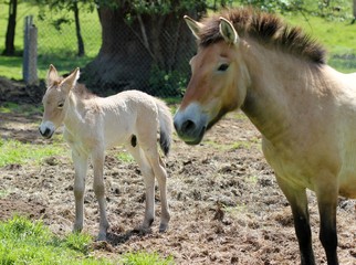 Obraz premium Przewalskistute mit neugeborenem Fohlen