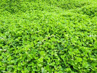 Three Leaf Clovers