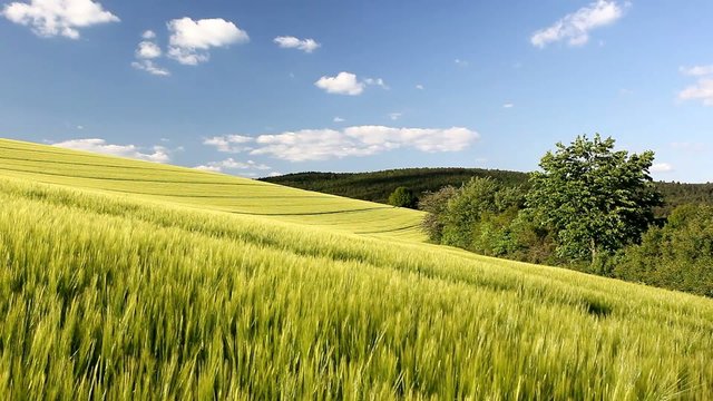 Feld
