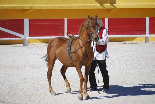 Spectacle &eacute;questre
