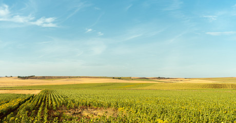 Wheat and sunflower fields