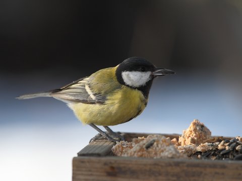 Great Tit (Parus major) on the feeder.