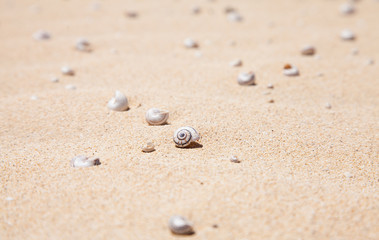 Fototapeta na wymiar natural background with small shells