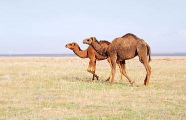 Kamele in der Steppe von Kasachstan