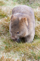 Obraz premium wombat