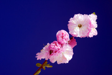 Gałązka z kwiatami migdałowca