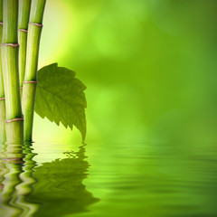 bambú con hoja verde frente al agua