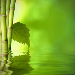 Photo sur Aluminium Bambou bambou avec feuille verte devant l& 39 eau