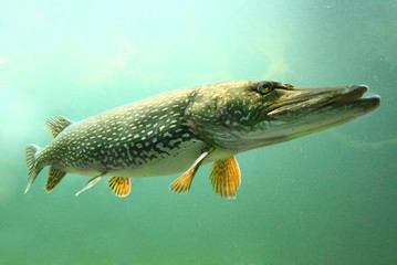 Underwater photo of a big Pike (Esox Lucius). - obrazy, fototapety, plakaty