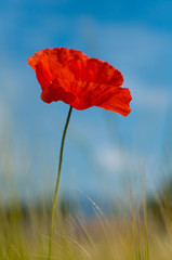 Red poppy background sky and wheat