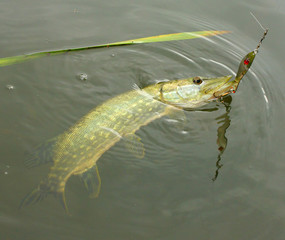 The Pike on a spinner bait.