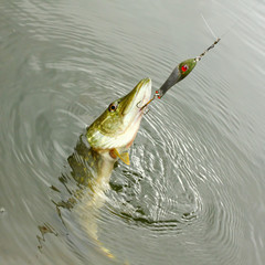 The Pike on a spinner bait.
