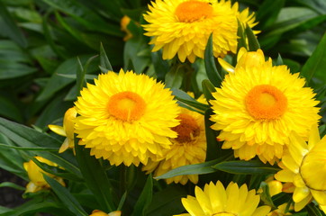 Strohblume